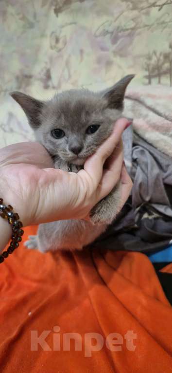 Кошки в Ступино: Бурманские котята Разнополые, 25 000 руб. - фото 5