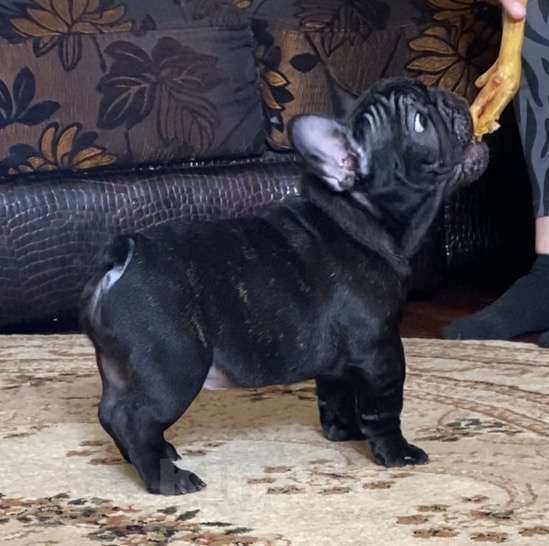 Собаки в Михайлове: Щенки Французский бульдог Мальчик, 80 000 руб. - фото 1