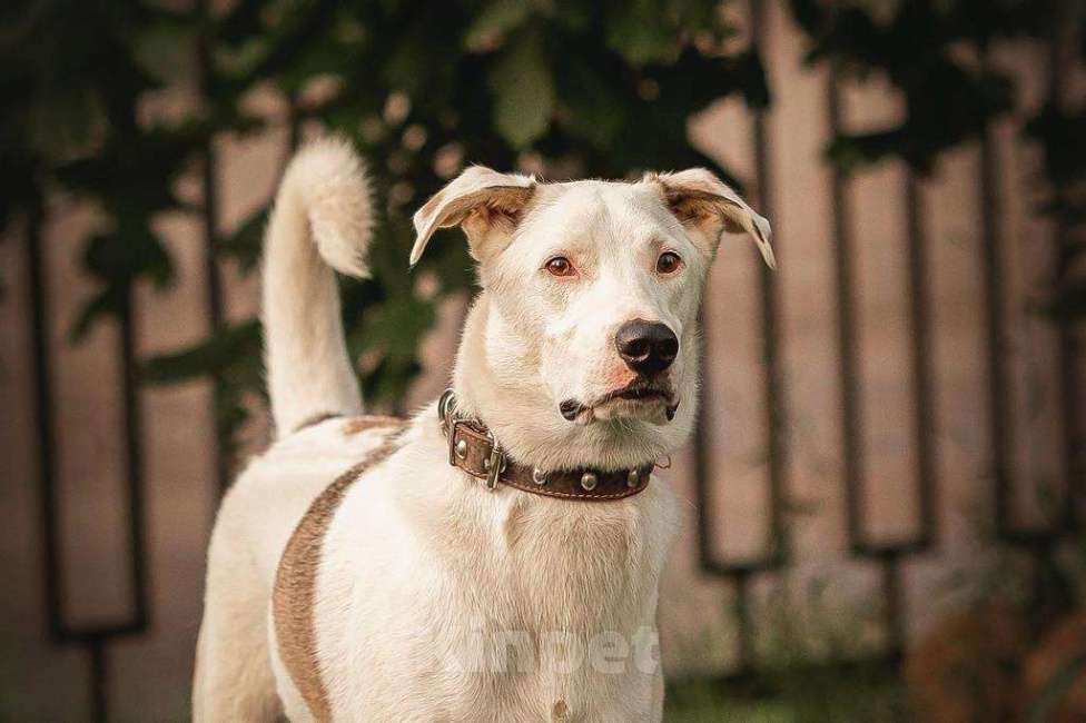 Собаки в Москве: Белый ласковый пёсель Этьен в самые добрые руки Мальчик, 1 руб. - фото 8