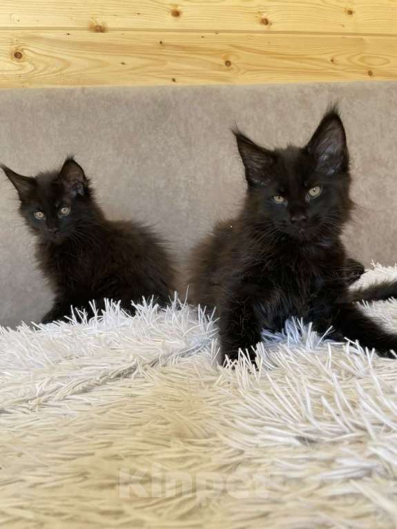 Кошки в других городах Приморского края: Шикарные котята Мальчик, 25 000 руб. - фото 8