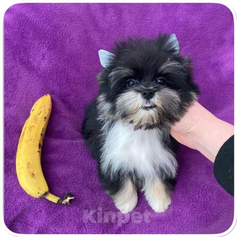 Собаки в Москве: Чёрный йорк девочка стандарт кукольная Девочка, 70 000 руб. - фото 6