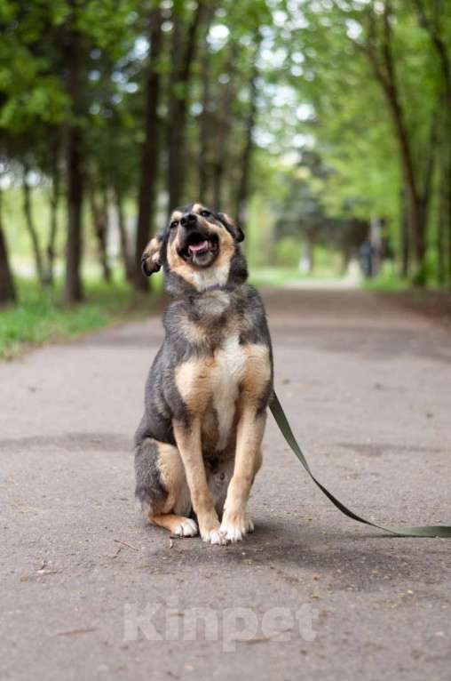 Собаки в Ногинске: Кузька - маленький песик в дар Мальчик, Бесплатно - фото 5