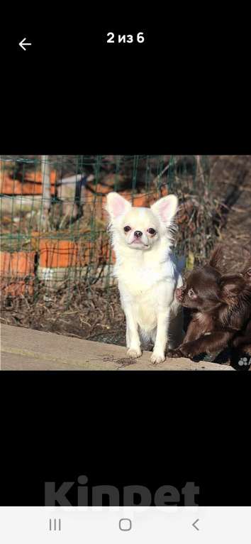 Собаки в Москве: Нежная девочка чихуахуа Девочка, 40 000 руб. - фото 2