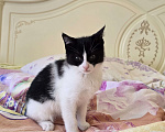Кошки в Сочи: Котенок в добрые руки Девочка, Бесплатно - фото 2