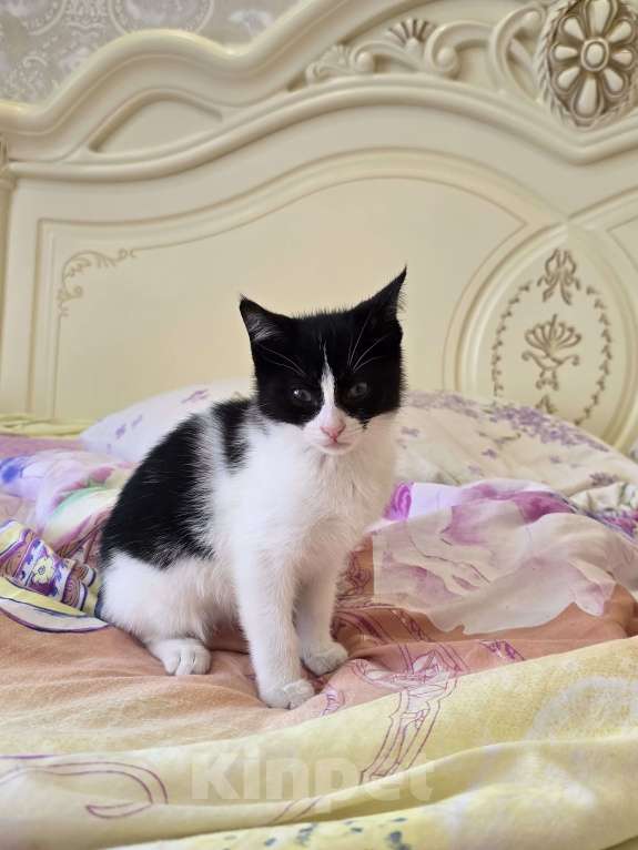 Кошки в Сочи: Котенок в добрые руки Девочка, Бесплатно - фото 2