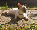 Кошки в Острогожске: Сиамская, 12 000 руб. - фото 7