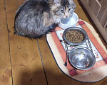 Кошки в Малоархангельске: Ласковая девочка Девочка, 1 руб. - фото 4
