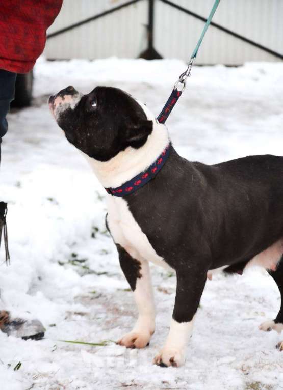 Собаки в Москве: Американский булли в добрые руки  Девочка, Бесплатно - фото 4