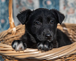Собаки в Москве: Щенок 2х месяцев Бирма в добрые руки Девочка, Бесплатно - фото 2