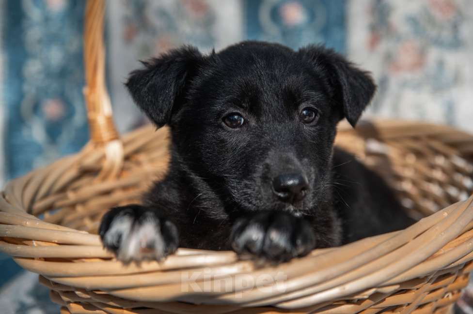 Собаки в Москве: Щенок 2х месяцев Бирма в добрые руки Девочка, Бесплатно - фото 2