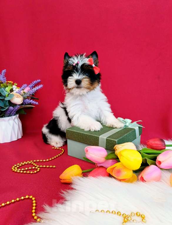 Собаки в Москве: Бивер Йорк -Йоркширский терьер -Цветной Йорк  Девочка, 50 000 руб. - фото 5