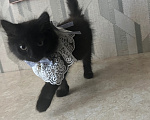 Кошки в Шатуре: Котята ищут дом Разнополые, Бесплатно - фото 5