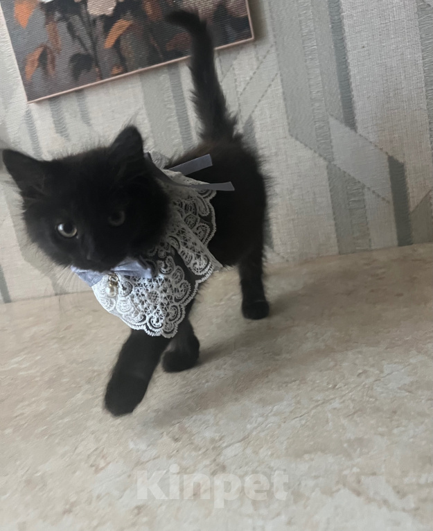Кошки в Шатуре: Котята ищут дом Разнополые, Бесплатно - фото 5