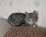 Кошки в Омске: Котенок ищет дом Девочка, Бесплатно - фото 3