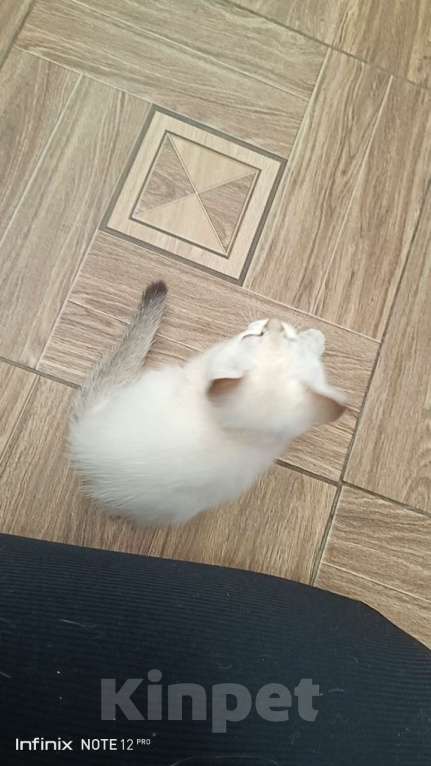 Кошки в Екатеринбурге: Прямоухая девочка окраса color point Девочка, 12 000 руб. - фото 2