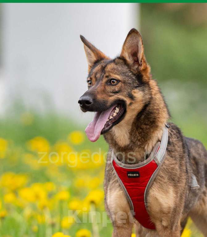 Собаки в Москве: Тесса Девочка, Бесплатно - фото 2