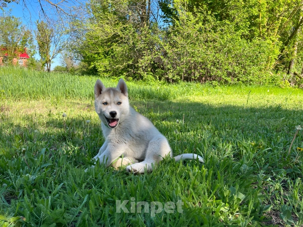 Собаки в других городах Ростовской области: Хаски отличные щенки  Мальчик, 25 000 руб. - фото 4