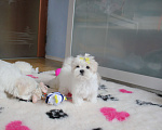 Собаки в Омске: Мальтезе щенок Левгорд Дарья Девочка, 120 000 руб. - фото 2