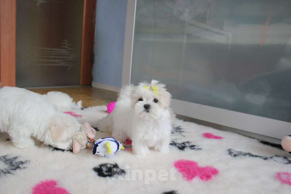 Собаки в Омске: Мальтезе щенок Левгорд Дарья Девочка, 120 000 руб. - фото 2