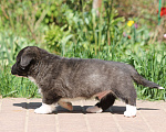 Собаки в Одинцово: Вельш Корги Кардиган Мальчик, 50 000 руб. - фото 2