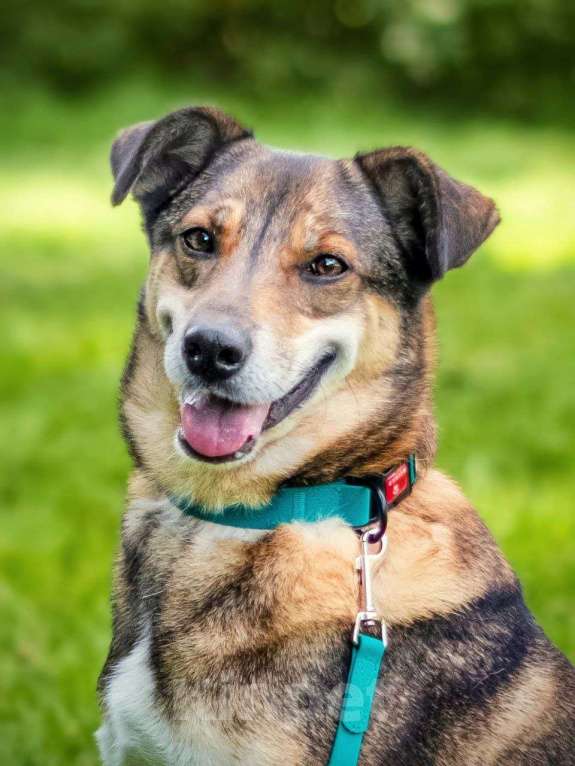 Собаки в Москве: Чаплин Мальчик, Бесплатно - фото 4