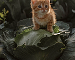 Кошки в Санкт-Петербурге: Рыжий котенок Мальчик, Бесплатно - фото 5