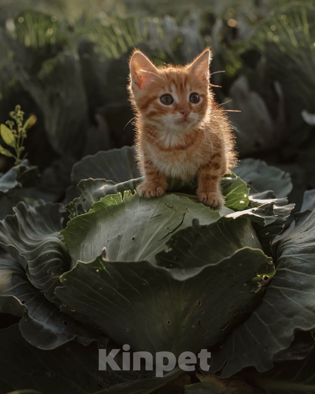 Кошки в Санкт-Петербурге: Рыжий котенок Мальчик, Бесплатно - фото 5