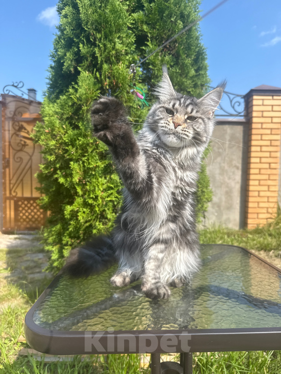 Кошки в Чехове: Мейн-кун котенок Девочка, 15 000 руб. - фото 3