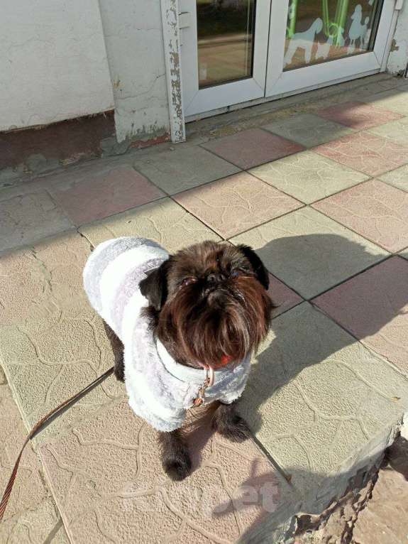 Собаки в Кемерово: Брюссельский гриффон Мальчик, 50 000 руб. - фото 2