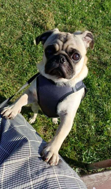 Собаки в Красноярске: Мопс в хорошие/добрые руки Мальчик, 15 000 руб. - фото 3