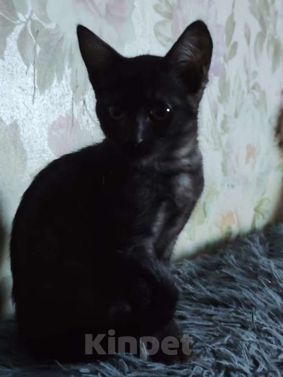 Кошки в Омске: Мия Девочка, Бесплатно - фото 4