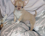 Собаки в Москве: Супер красавчик С мордочкой Бэби-Фэйс Мальчик, 100 000 руб. - фото 2