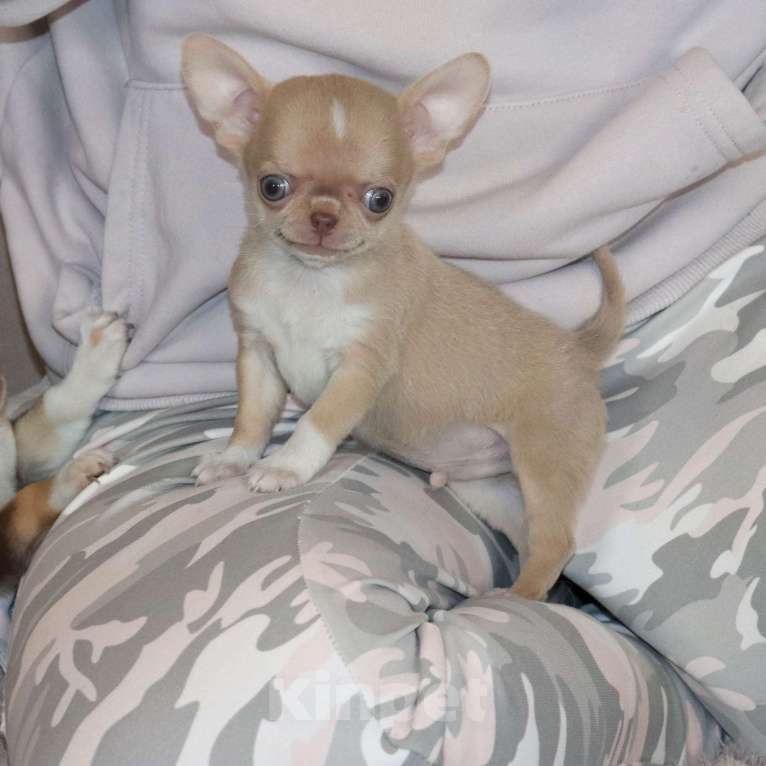 Собаки в Москве: Супер красавчик С мордочкой Бэби-Фэйс Мальчик, 100 000 руб. - фото 2