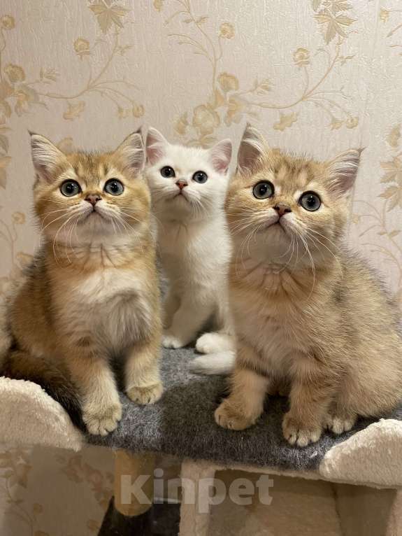 Кошки в Красногорске: Британская золотая шиншилла Девочка, 30 000 руб. - фото 3