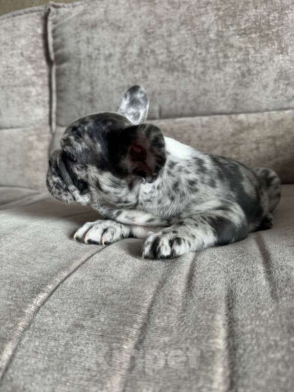 Собаки в Москве: Французский бульдог щенок  Мальчик, 80 000 руб. - фото 2