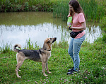 Собаки в Солнечногорске: Восхитительный парень с проникновенным взглядом Мальчик, Бесплатно - фото 9