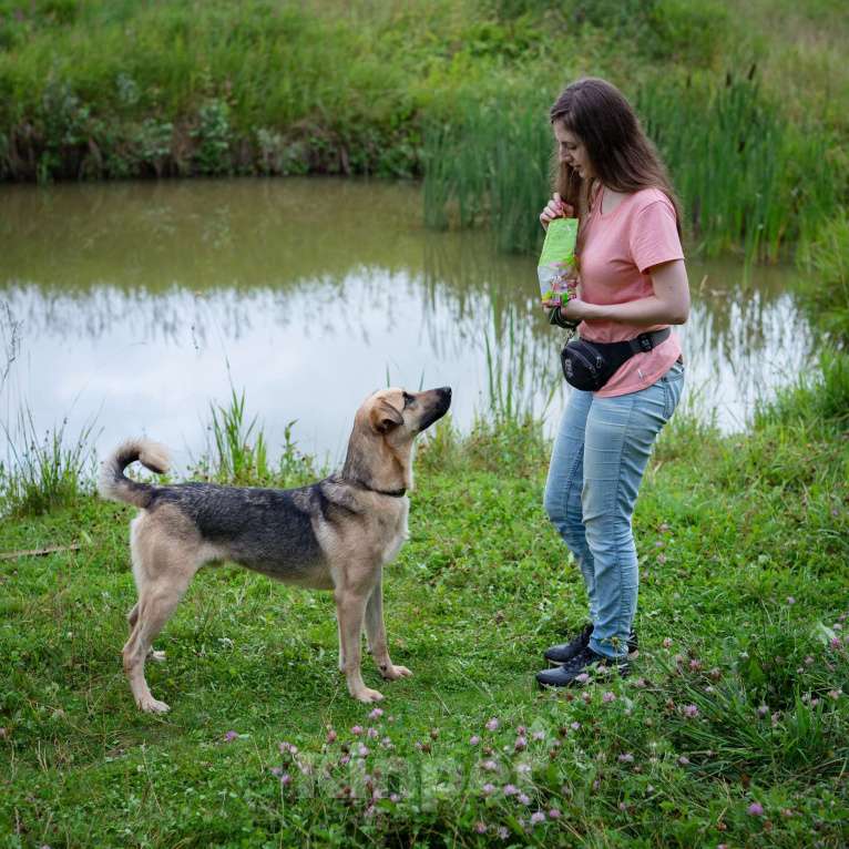 Собаки в Солнечногорске: Восхитительный парень с проникновенным взглядом Мальчик, Бесплатно - фото 9