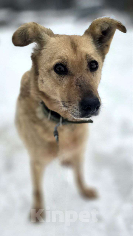 Собаки в Королеве: Мушка. 9 долгих лет в приюте! Девочка, Бесплатно - фото 8