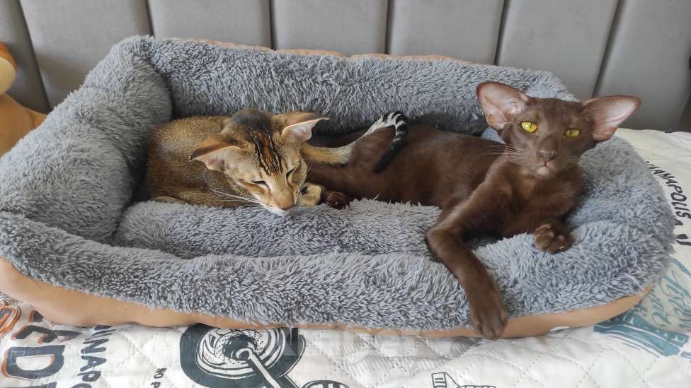 Кошки в Санкт-Петербурге: Предлагаю кошку Девочка, 60 000 руб. - фото 3