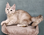 Кошки в Мытищах: Котёнок Мейн-кун Девочка, 40 000 руб. - фото 2