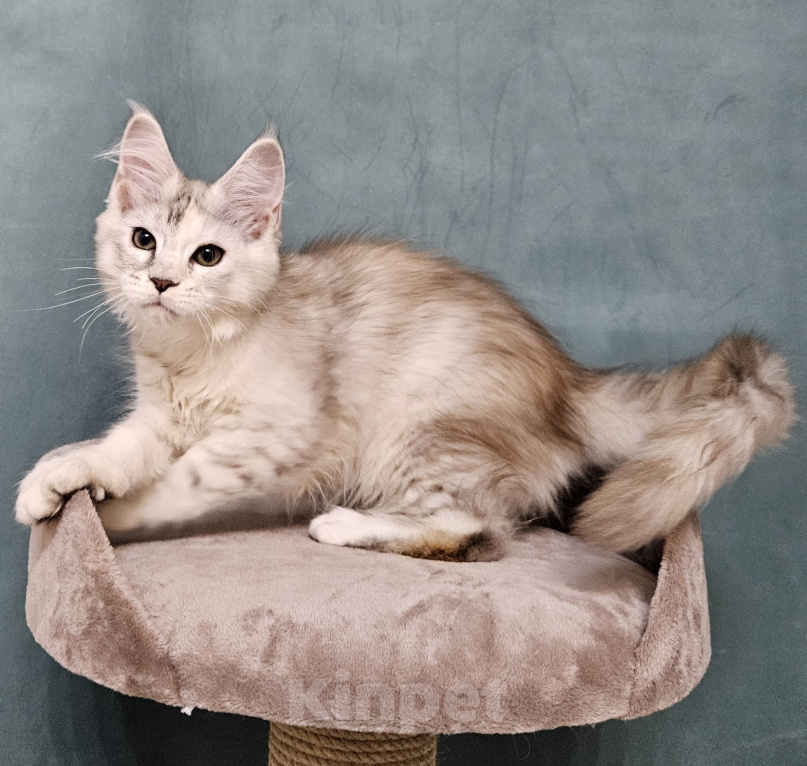 Кошки в Мытищах: Котёнок Мейн-кун Девочка, 40 000 руб. - фото 2