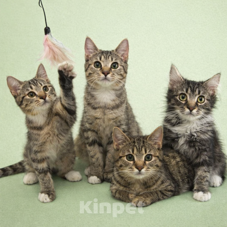 Кошки в Москве: Малыши ищут мам-пап Разнополые, Бесплатно - фото 1