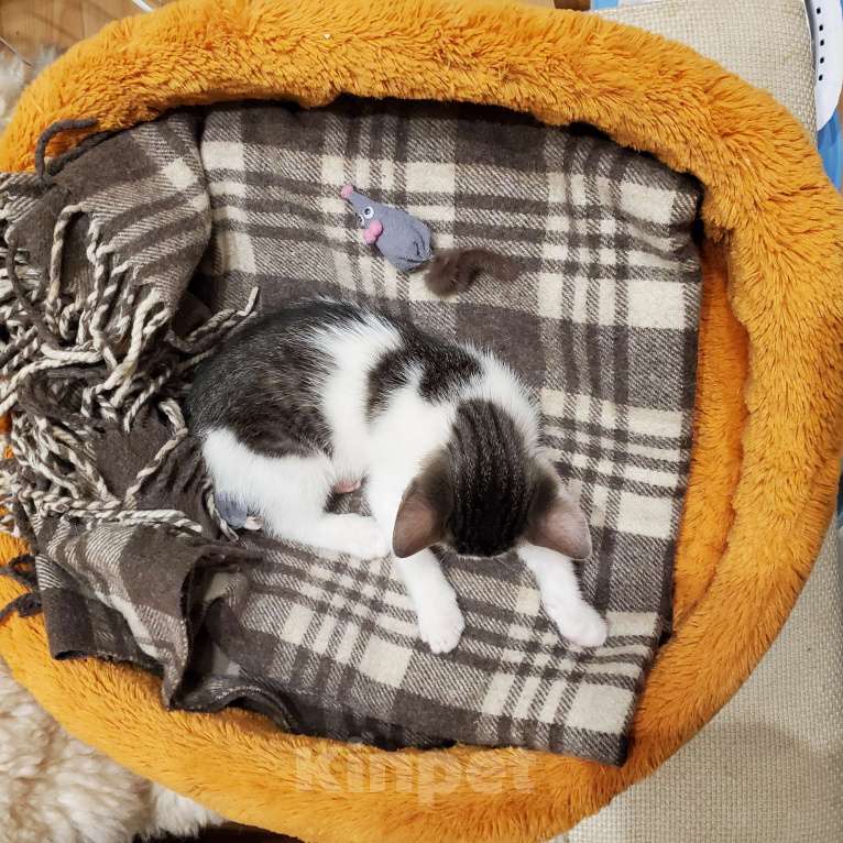 Кошки в Санкт-Петербурге: Отдам котенка  в заботливые руки Мальчик, Бесплатно - фото 4