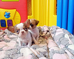 Собаки в Люберцах: Мини щенки чихуахуа  Мальчик, 20 000 руб. - фото 5