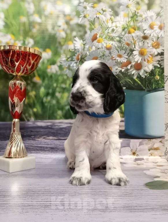 Собаки в Москве: Доступны для продаж щенок (кобель) 26.09.2024д.р от титулованных производителей.  Мальчик, 50 000 руб. - фото 7