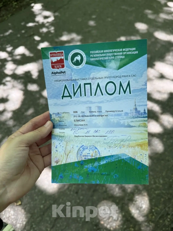 Собаки в Москве: Для вязки Мальчик, Бесплатно - фото 9