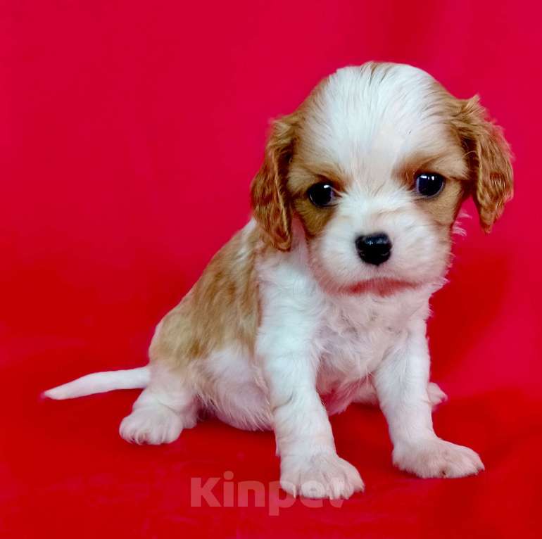 Собаки в Москве: Девочка Кавалер Кинг Чарльз Спаниель Девочка, 120 000 руб. - фото 1