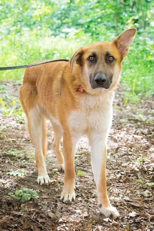 Собаки в Москве: Честер, красавец пес так и ждет в приюте Мальчик, Бесплатно - фото 3
