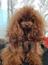 Собаки в Санкт-Петербурге: Пудель тикап Мальчик, 210 000 руб. - фото 4