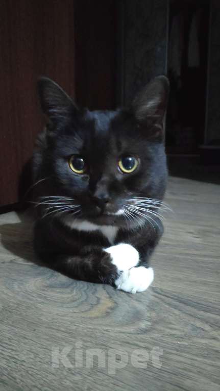 Кошки в Владивостоке: Шотландский скоттиш страйт метис в добрые руки  Мальчик, Бесплатно - фото 2